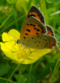Small Copper